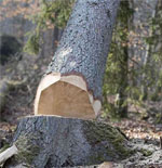 Prix des travaux d’arbre