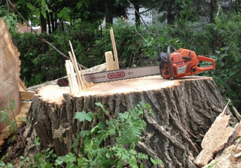 Abattage et élagage d'arbre 77 à Melun
