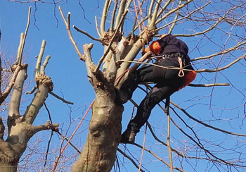 Etêtage d’arbre à Antibes 06
