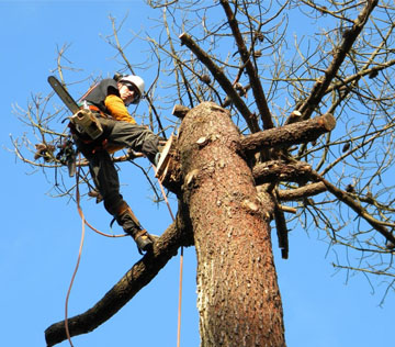 étêtage d’arbre 06